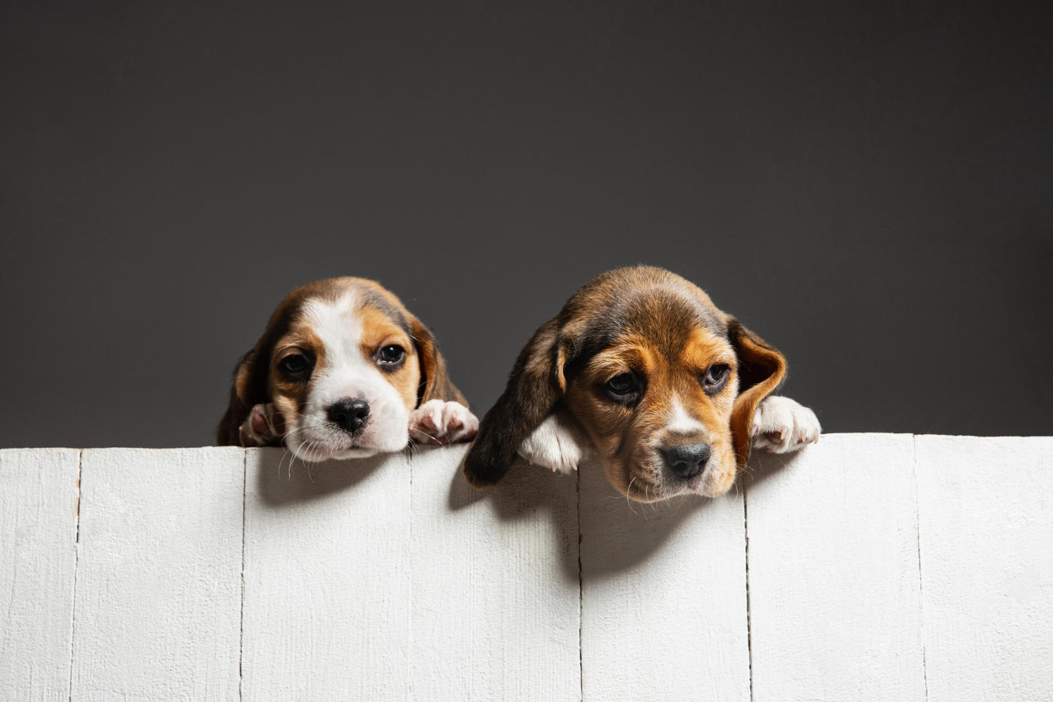 Training Your Beagle Puppy: A Step-by-Step Guide to a Happy and Obedient Dog